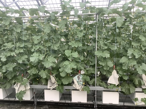 【一株一果のこだわりメロン】【ご家庭用】アールスメロン（２Ｌ以上×２玉）　青肉・赤肉のセット　３㎏程度