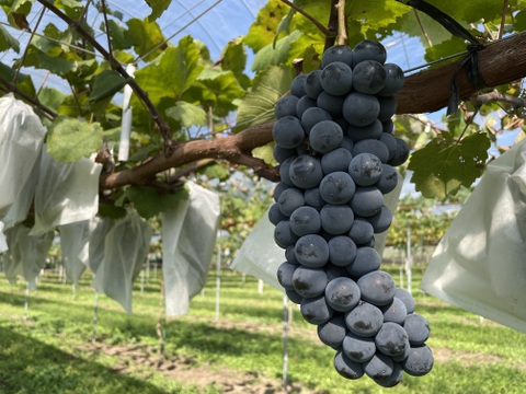 【農薬節約栽培】種ありベーリーA　2〜3房（約1kg）