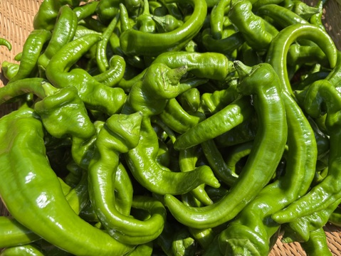 舞鶴特産品【万願寺とうがらし】お得品　甘くて香りが良い　農薬化学肥料不使用