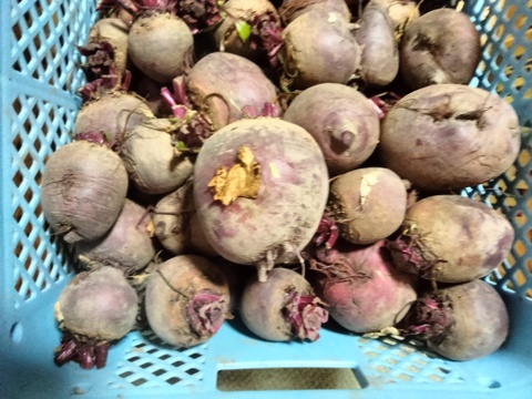 長崎県産ソーレビーツ1.5kg