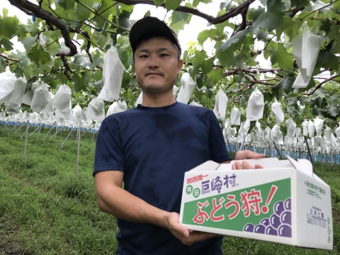 紀州有田巨峰村のとびっきり！あま～い完熟巨峰2kg(種あり4-6房)化粧箱入り