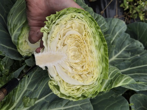 この値段今だけ！自然栽培キャベツ 3キロ：青森県産の野菜｜食べチョク