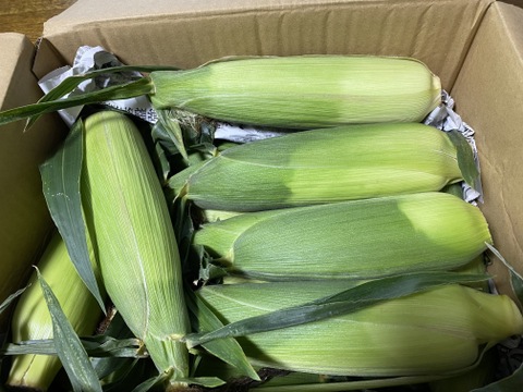 シャキっと甘い！とうもろこし4.5kg(8-11本)