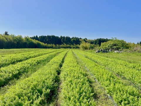 使い切りサイズ！小さめ有機人参1kg入り