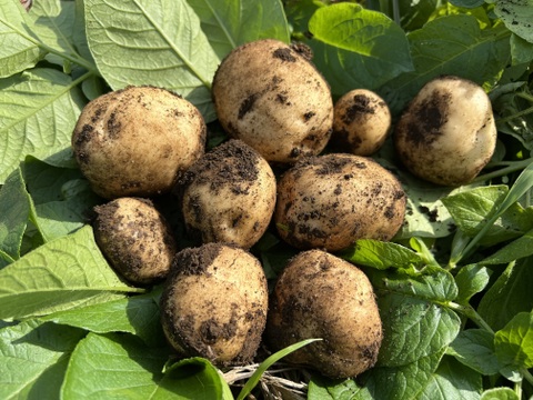 じゃがいも5種の彩りセット　1kg×5種