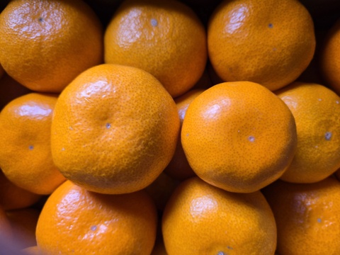 ★秀品！！　石地みかん　10kg　香川県産