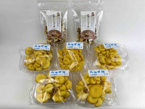 【食べチョク限定】たもぎ茸セット《フレッシュキノコ5袋＋乾燥品2袋》