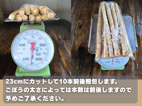【使い切りサイズ】風味豊かな洗いごぼう500g｜サラダ・きんぴらに最適