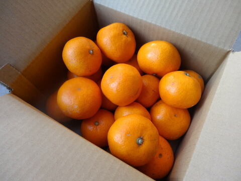 【３品種まとめ買い】「春妃柑（はるひかん）お試し品　約２ｋｇ、「石甘太（いしあまた）」お試し品　約２.２５ｋｇ、「蜜之望（みつののぞみ）」 お試し品　約２ｋｇの３箱セット