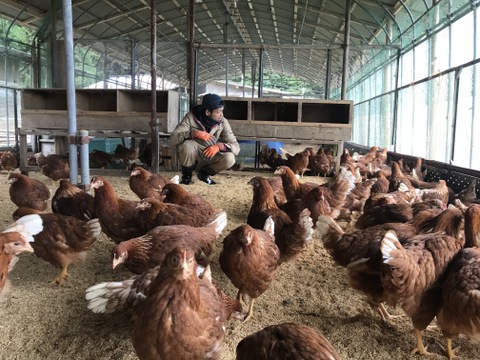 【2025食べちょくアワード受賞卵】古都風雅ファームの大寒卵（大寒初日1/20生まれの卵）