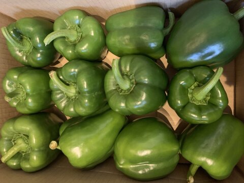 山形県産パプリカ緑（ジャンボピーマン）2kg