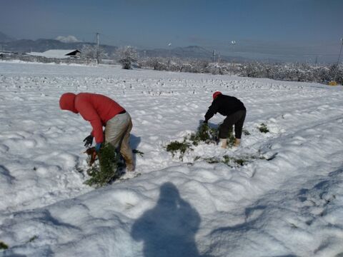 有機雪下にんじん（8㎏）～にんじん本来の味をお楽しみください～