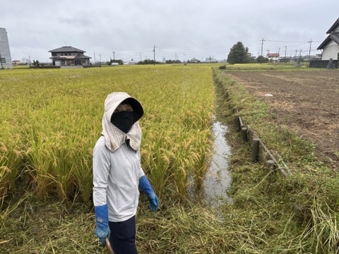 希少なブランド米    岐阜ハツシモ  
令和7年産  白米🍚