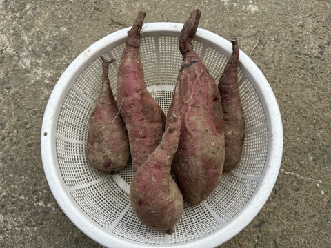 昔ながらの懐かしい味！さつまいも2kg