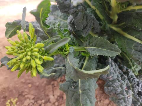 ✨【今だけのご馳走】黒キャベツの親子セット（ベビーネロ（花芽）＋カーボロネロの葉セット）｜食感も味も2度おいしいイタリア野菜✨農薬・化成肥料不使用