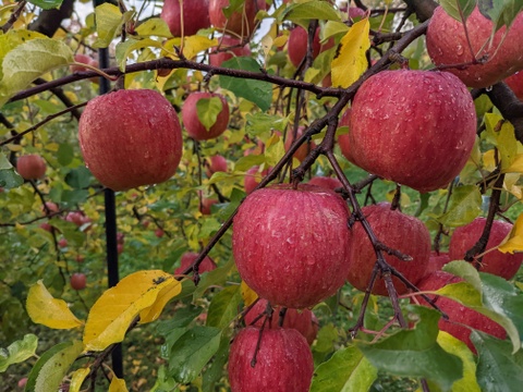 果汁100％「完熟サンふじ」りんごジュース600ml×6本