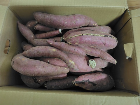【セール中】訳あり！熟成紅はるか　10kg  さつまいも