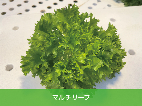 【化学肥料不使用】つなぐファーム4種レタス食べ比べセット【4種類の野菜】　1箱12袋（4種類×3袋）（1袋70～90ｇ程度）