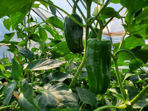 おまかせ野菜とドレッシングのセット【5～8品目程度】