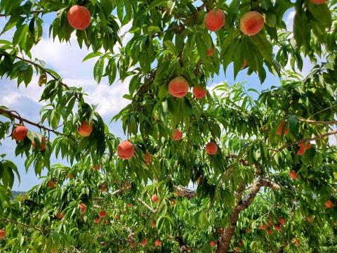 《予約商品》7月下旬～８月上旬 桃  白鳳 3キロ箱 6～11玉 長野県産