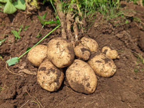 訳アリ！甘みとコクのホクホクじゃが芋＊デジマ（1kg）【栽培期間中　農薬不使用】