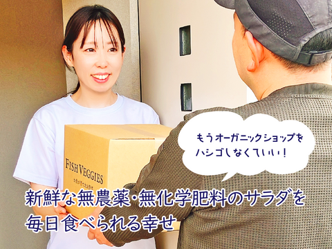 新鮮！採れたて！農薬・化学肥料不使用！レタスの定期便 8個セット
