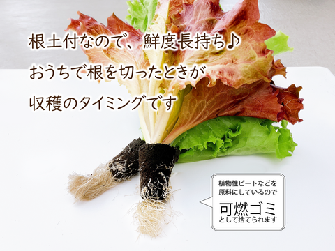 【北海道産ビーツ使用】ど発酵ビーツドレッシングとミックスレタスのセット