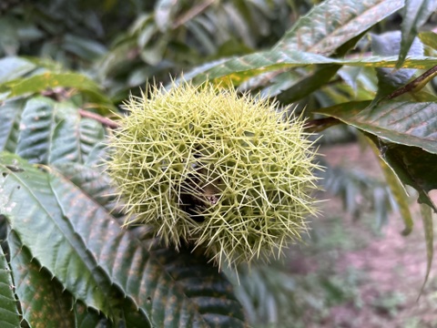 【新商品】自然栽培の生栗(紫峰・森早生・丹波栗などおまかせ)1kg