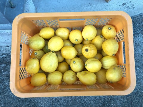 果汁たっぷりレモン「璃の香」1kg★ノーワックス・農薬節減★酸味すくなく果汁たっぷりで使いやすい