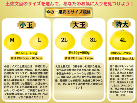 土佐文旦 ぶんたん ブンタン 高知 訳あり 贈答用 小玉 3kg【日本ギフト大賞受賞】 園主こだわり土佐文旦【予約早割10％OFF】（2025年2月1日発送開始 ）みかん 国産みかん 果物 柑橘