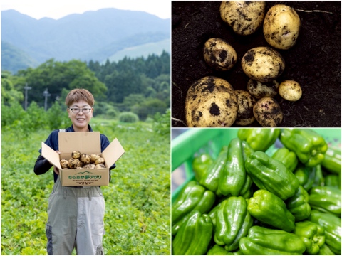 【予約】【但馬野菜セット】ピーマンとじゃがいも(きたあかり)セット！　キタアカリ
