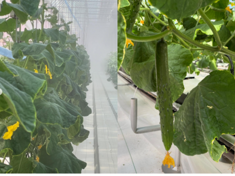 フルーツのような甘さ！みずみずしくておいしい！福島県須賀川市産『岩瀬きゅうり』　3kg