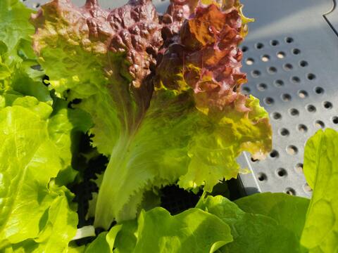 🥗香り広がる！ルッコラ約200g＆ミックスレタス約600gセット｜洗ってそのまま｜農薬・化成肥料不使用🥗