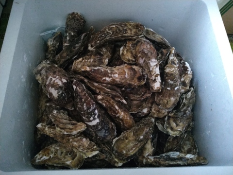 ★ノロウィルスが無い牡蠣★　食べ放題向け　バラ牡蠣 生食用　最大量１５ｋｇ（１２０個くらい）北海道森町産