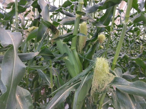 本日発送🌽サニーショコラ🌽(13～16本)
