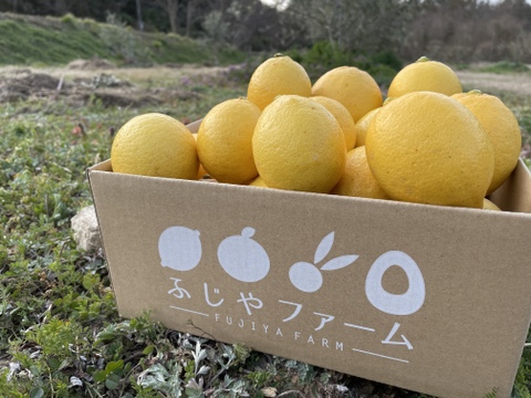 【今シーズン最後の出荷です!!!】大崎上島 こだわり完熟レモン 2kg ノーワックス、防腐剤不使用!!
