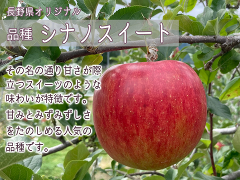 甘さ際立つ シナノスイート りんご 5kg(2L～Sサイズ) 信州安曇野産 自家用(訳あり品) 長野県オリジナル品種 お子様にも大人気