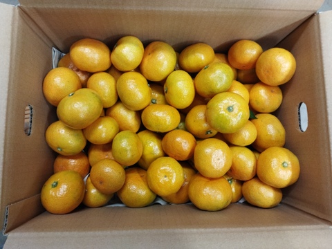 加工用　ジュ－ス・ジャムに　極早生みかん　箱込み４.5キロ