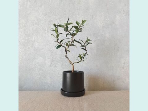 【ギフトにも◎】種から育てた南アルプスのオリーブ盆栽（PS204）