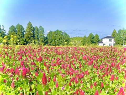 お花畑の香りそのまま！春の百花蜜170g入り