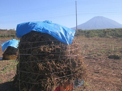 自然栽培 北海道産 黄大豆 1kg 令和4年度産