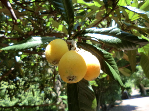 お得な加工用びわ2キロ自然栽培