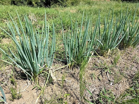 《農薬不使用》旬の手作り野菜セット【５～７種類】（８０サイズ）