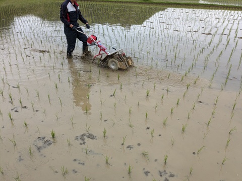 令和7年新米】 コシヒカリ3kg 農薬・化学肥料不使用米【三重県