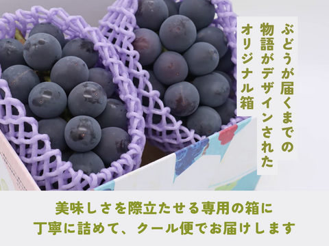 《家庭用詰め合わせ》シャインマスカット・ナガノパープル（４〜６房）長野県須坂市産・クール便