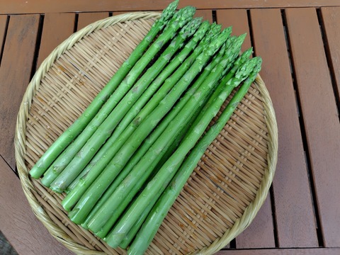 白馬村から春の訪れ　アスパラガス500ｇ