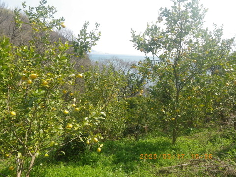 今期最終　自然栽培レモン(約3kg)　59年以上農薬肥料不使用の畑で栽培　因島産