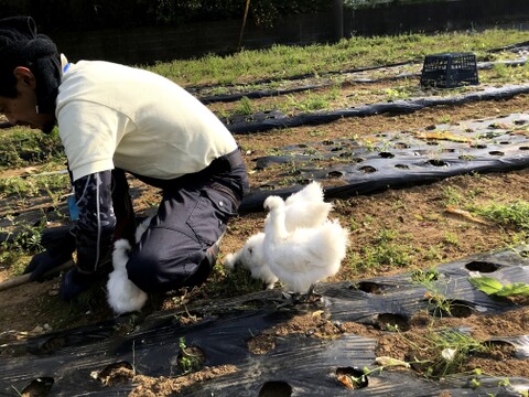 【限定セット】放し飼い烏骨鶏の卵とミニトマトほれまる【パリッ、じゅわっ】