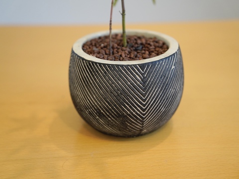ミニ盆栽【ヤマモミジ×白黒縞陶器】高さ32cm×横18cm