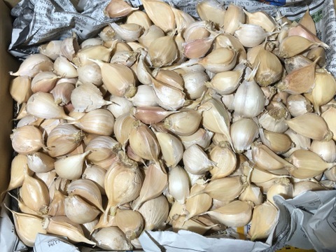 【農薬・化学肥料不使用栽培】大容量　2025年青森県産　バラにんにく　1ｋｇ